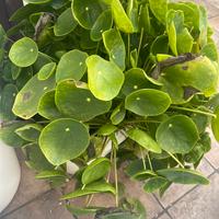 Piante Cinese delle Monete