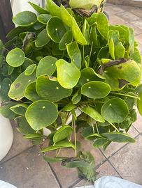 Piante Cinese delle Monete