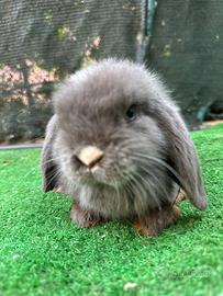 Mini lop