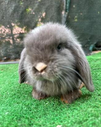 Mini lop