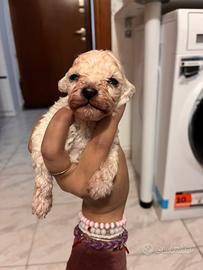 Cuccioli di barboncino