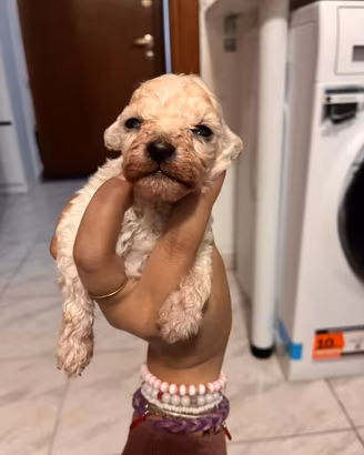 Cuccioli di barboncino