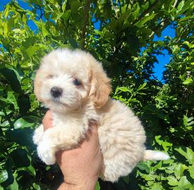 Maltipoo Cucciolo 
