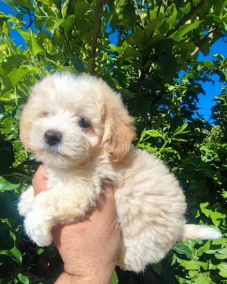Maltipoo Cucciolo 