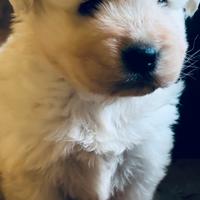 Cucciolo di pastore maremmano