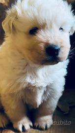 Cucciolo di pastore maremmano