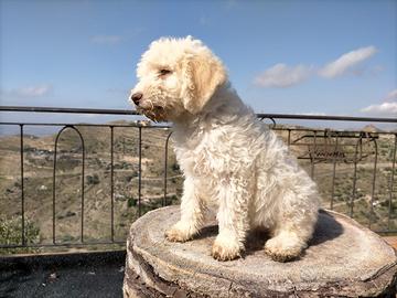 Lagotto romagnolo
