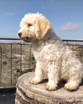 Lagotto romagnolo