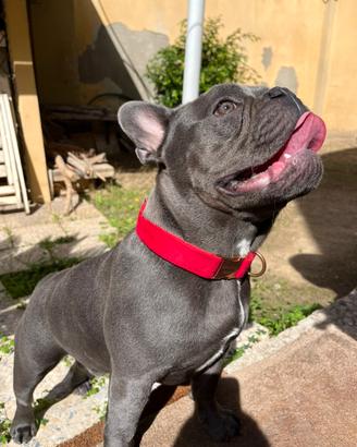 Bulldog Francese per monta