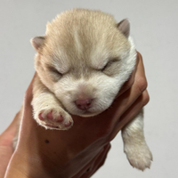 Cuccioli di Huski siberiani con Pedigree Enci