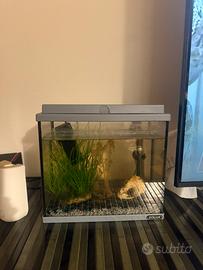Acquario