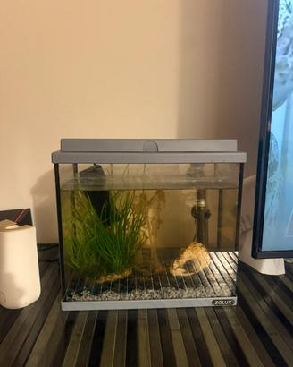 Acquario