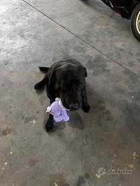 Labrador 5 anni