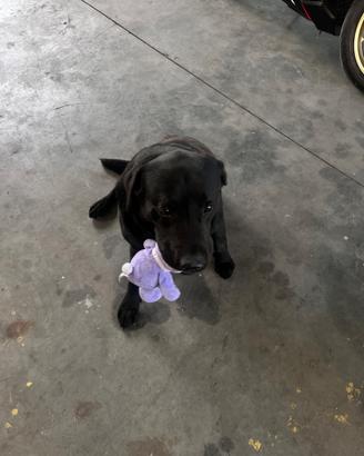 Labrador 5 anni