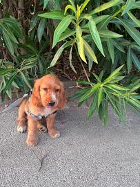 Cooker spaniel inglese