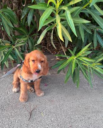 Cooker spaniel inglese