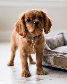 CAVALIER KING PUPPY CHARLES SPANIEL RUBY -12 rate