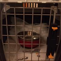 Trasportino per gatto