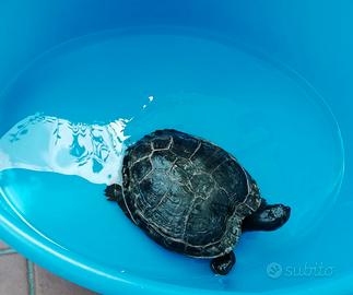 Tartaruga d'acqua