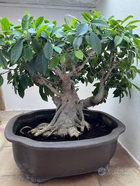 Bonsai di oltre 30 anni