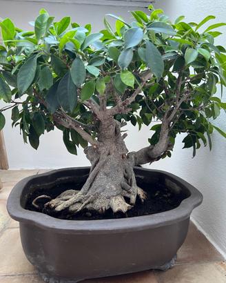 Bonsai di oltre 30 anni