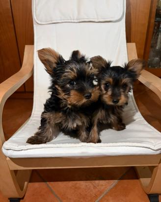 Cucciole Yorkshire Terrier