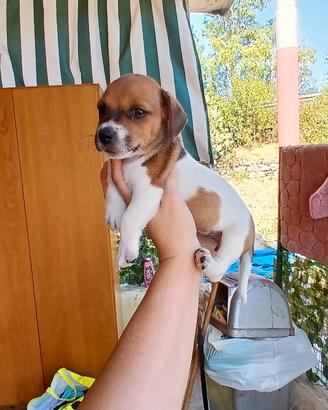 Cuccioli jack russel nani zampa corta