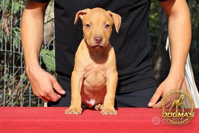 Cuccioli di Pit Bull