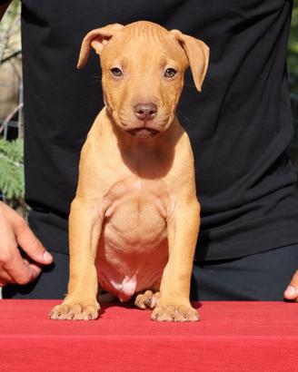 Cuccioli di Pit Bull