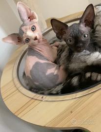 Sphynx