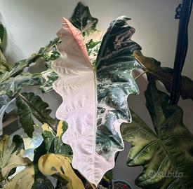 Alocasia pseudosanderiana pink cormi XL