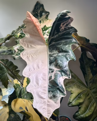 Alocasia pseudosanderiana pink cormi XL