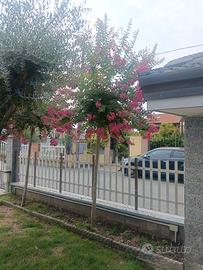lagerstroemia 