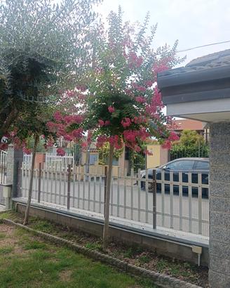 lagerstroemia 