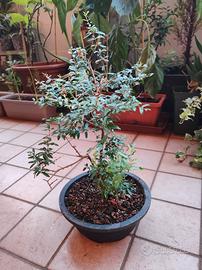 Bonsai Melograno Nano Punica