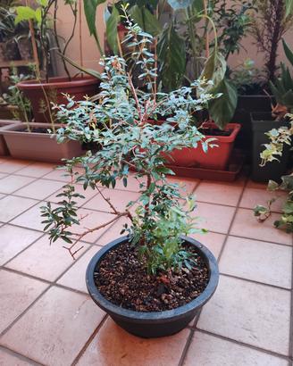 Bonsai Melograno Nano Punica