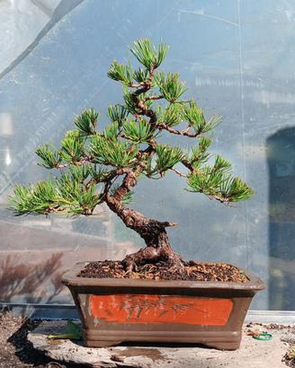 bonsai 