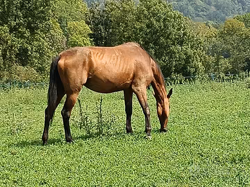 Cavalla