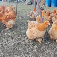 Disponibili Cocincina Grande e Uova Fecondi