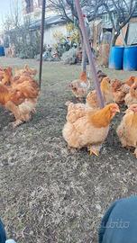 Disponibili Cocincina Grande e Uova Fecondi