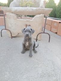 Cani corsi