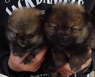 Cuccioli spitz nano
