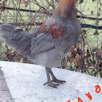 Galli marans