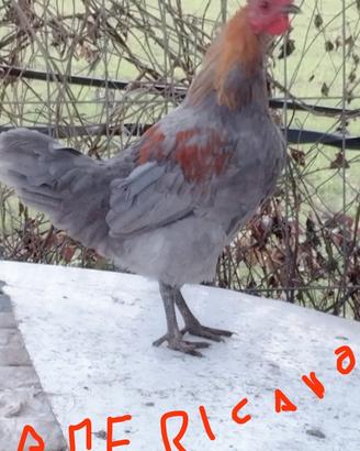 Galli marans