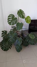 Monstera deliziosa