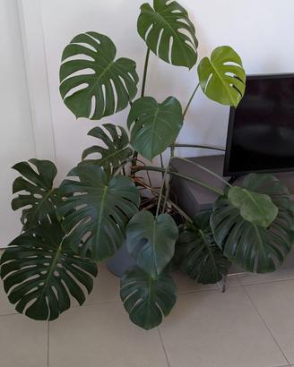 Monstera deliziosa