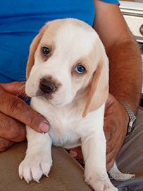 Cuccioli di Beagle