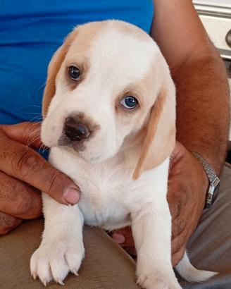 Cuccioli di Beagle
