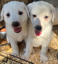 Cuccioli incrocio Labrador ADOZIONE