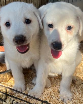 Cuccioli incrocio Labrador ADOZIONE